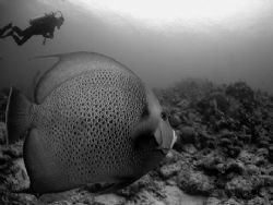 Angelfish and diver. 10.5 mm fisheye lens. No strobe. by David Heidemann 